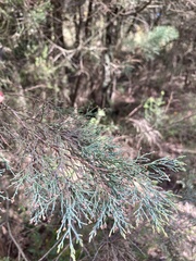 Cupressaceae