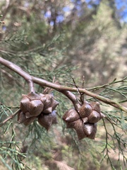 Cupressaceae