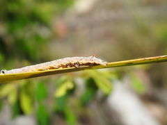 Bastilla solomonensis