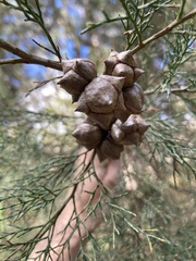 Cupressaceae