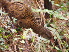 Gallirallus australis australis