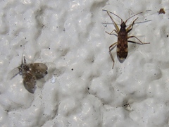 Ozophora picturata
