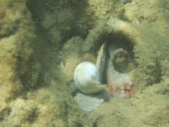 Octopus vulgaris