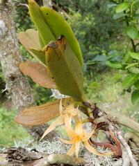 Cyrtorchis arcuata arcuata