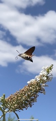 Macroglossum stellatarum