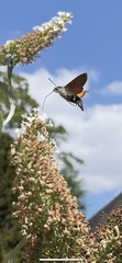 Macroglossum stellatarum
