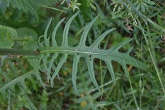 Cirsium rivulare