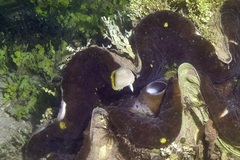 Chaetodon vagabundus