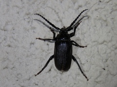 Prionus laticollis