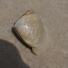 Latona deltoides
