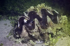 Tridacna gigas