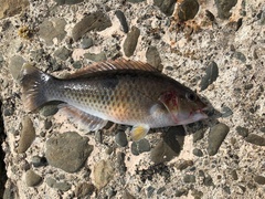 Notolabrus celidotus