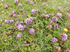 Trifolium burchellianum