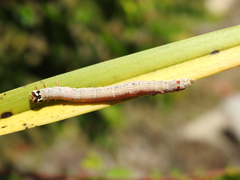 Bastilla solomonensis