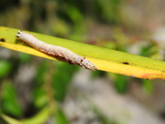 Bastilla solomonensis