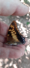 Charaxes
