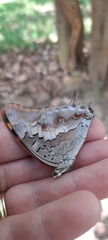 Charaxes