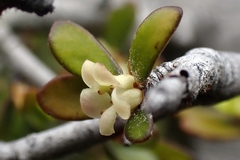 Pittosporum anomalum