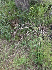 Senecio picridioides