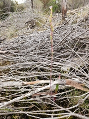Thelymitra brevifolia