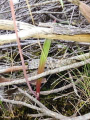 Thelymitra brevifolia