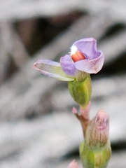 Thelymitra brevifolia