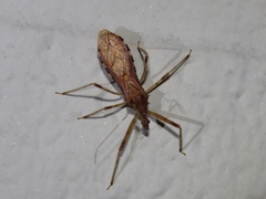 Rocconota annulicornis