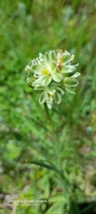 Albuca virens virens