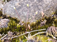 Phyllangium divergens