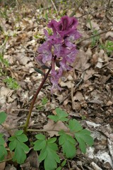 Corydalis cava