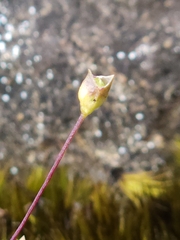 Phyllangium divergens