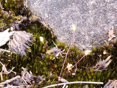 Phyllangium divergens