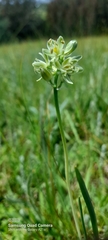 Albuca virens virens