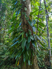 Rhaphidophora