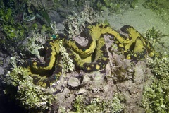 Tridacna gigas