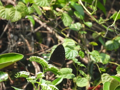 Euploea tulliolus