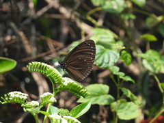 Euploea tulliolus