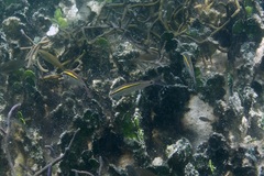 Parupeneus barberinus