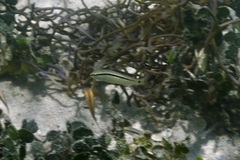 Parupeneus barberinus