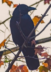 Corvus corone