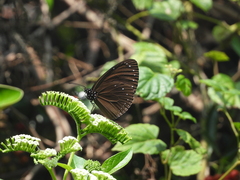 Euploea tulliolus