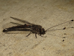 Ululodes quadripunctatus