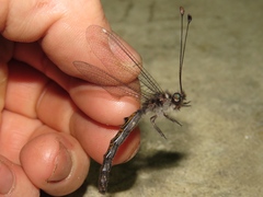 Ululodes quadripunctatus