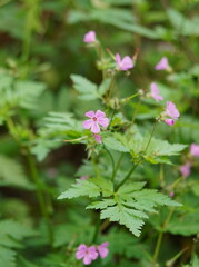 Geranium yeoi