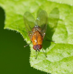 Helinomydaea