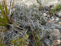 Pittosporum anomalum