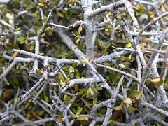 Pittosporum anomalum