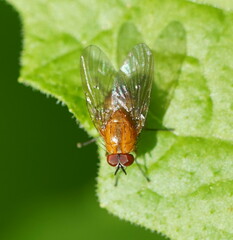 Helinomydaea