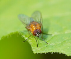 Helinomydaea