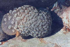 Phlyctenactis tuberculosa